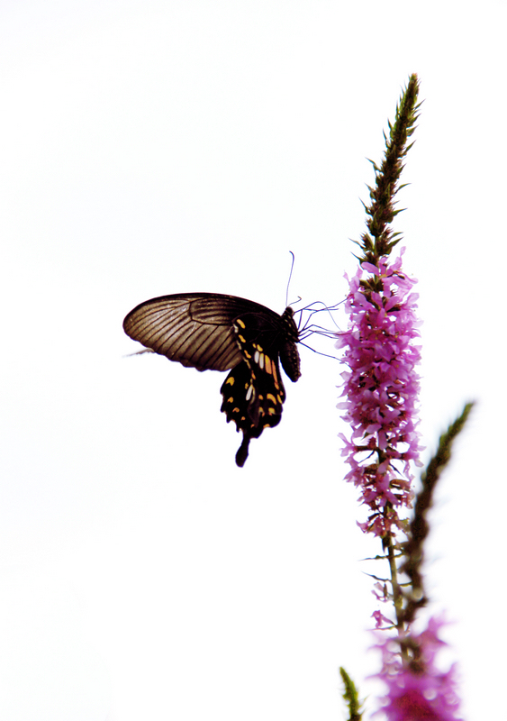 img_8204ab.jpg