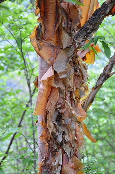 dsc_4437.jpg