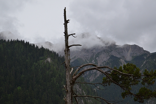 dsc_4433.jpg