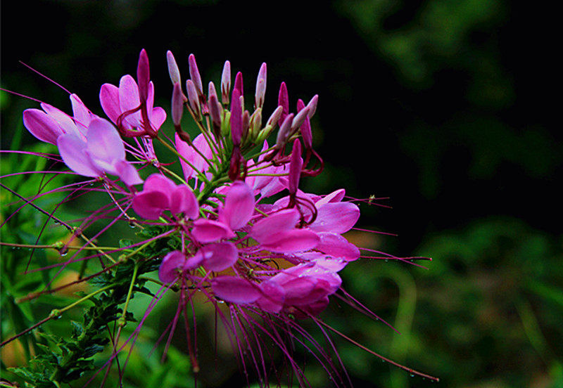img_2165_.jpg