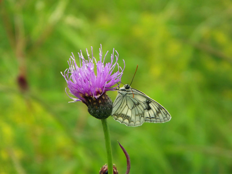 dscf3174_.jpg