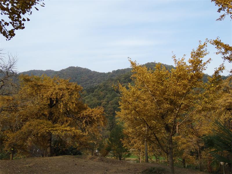 dsc04105_ͼ.jpg