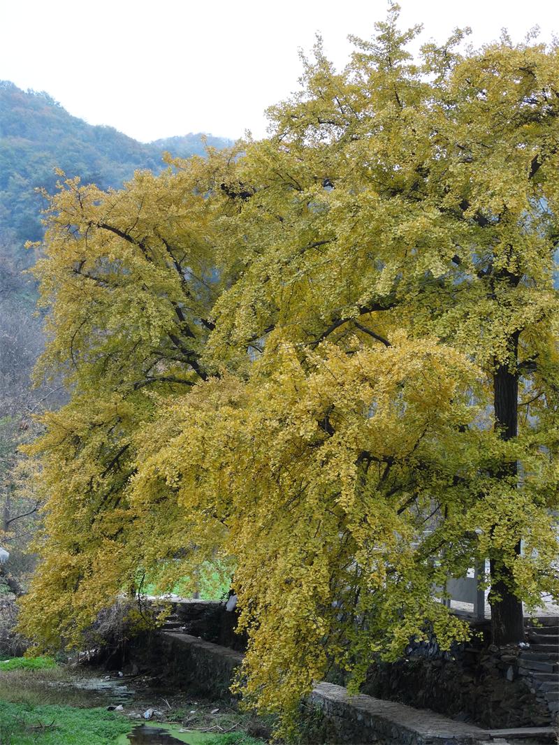 dsc04078_ͼ.jpg