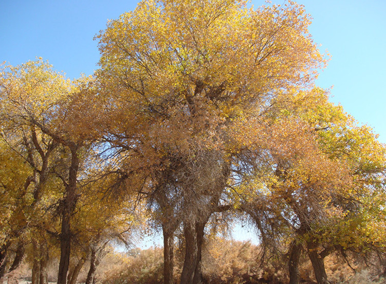 dsc08717__.jpg