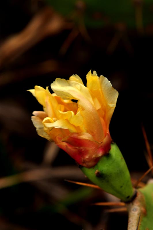dsc_000008.jpg