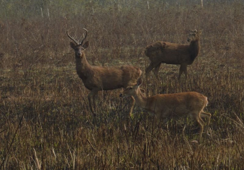 dsc_0809__.jpg