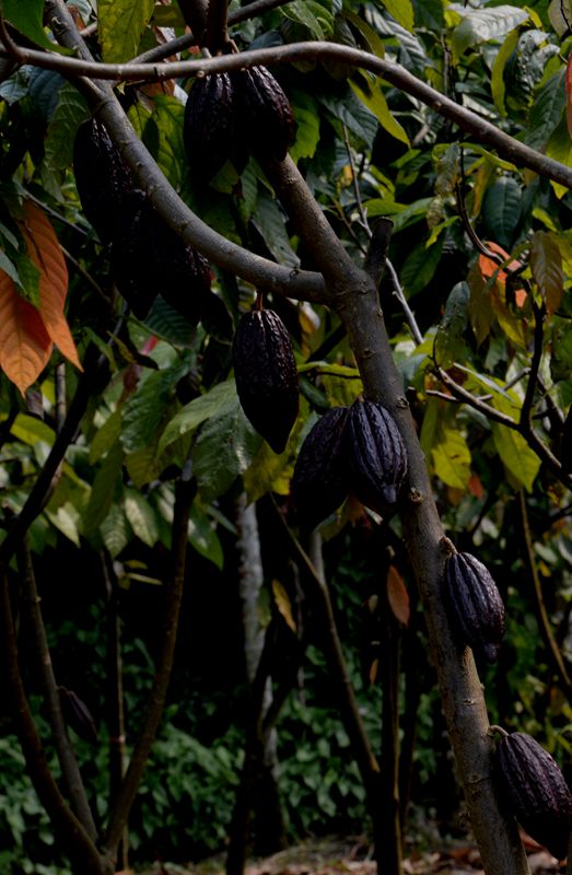 dsc_0970_.jpg