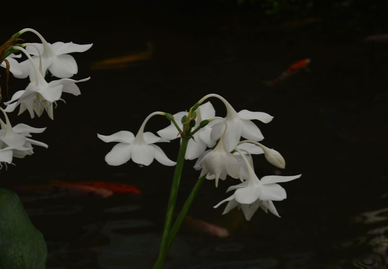 dsc_0939__.jpg