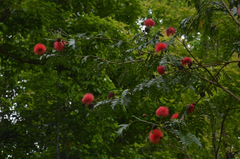 dsc_0678_.jpg