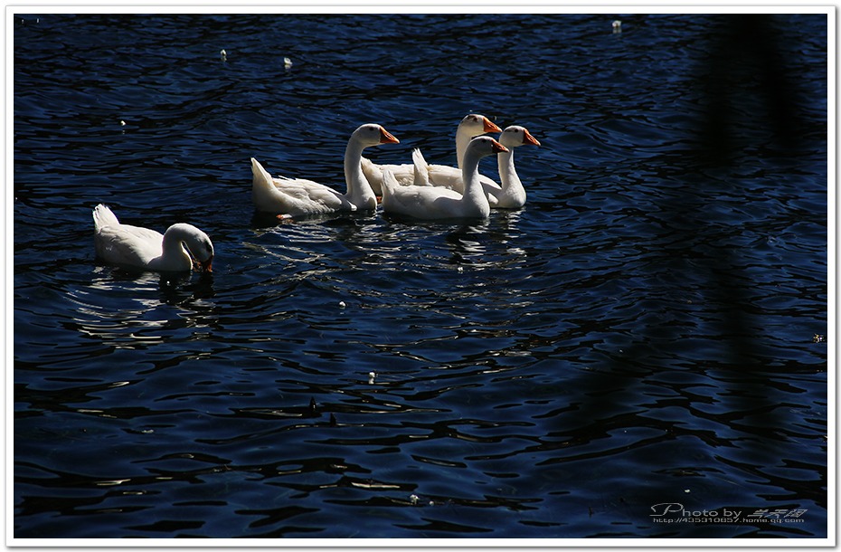 img_8176,.jpg