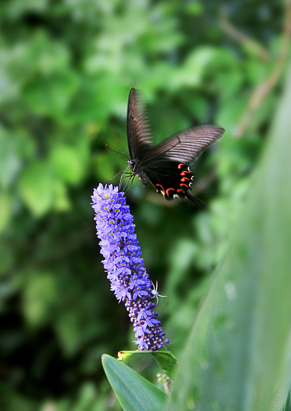img_2829ab.jpg