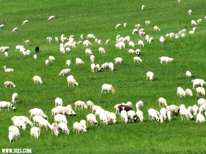 让我们给远方的蒙古草原满坡的羊群带去来自长江的问候