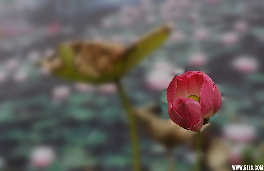 1SC_0804__.jpg