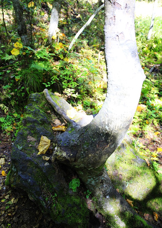 _mg_6575.jpg