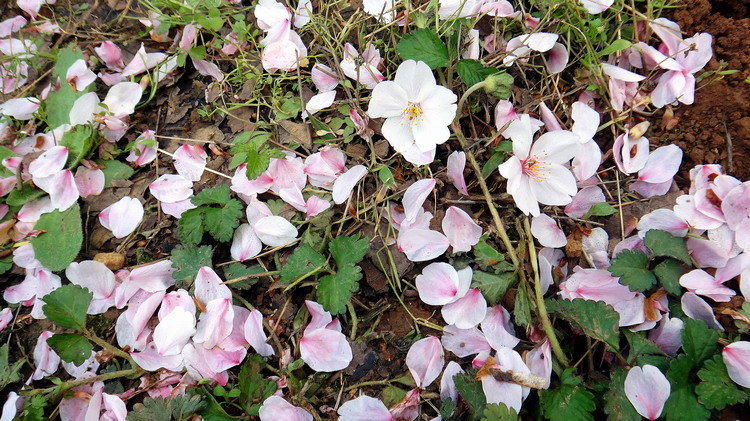 ӣ003.jpg