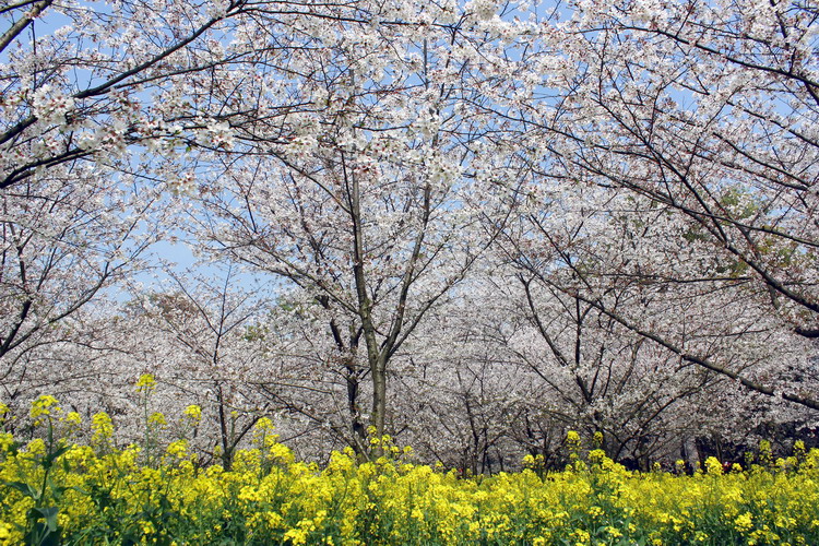 ӣ011.jpg