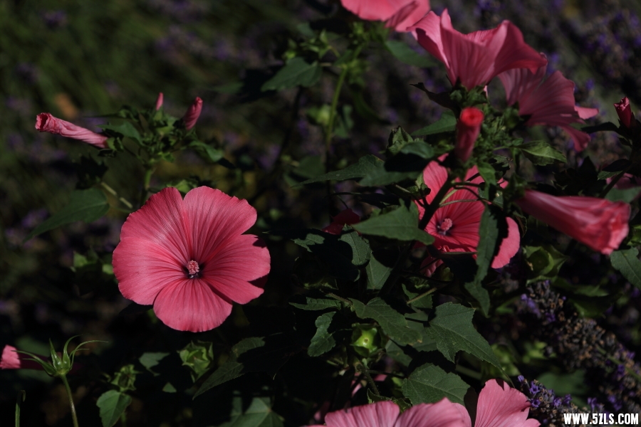 _08A8434.JPG