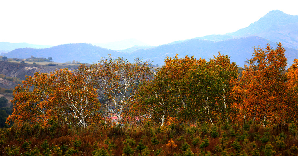 img_8658_.jpg