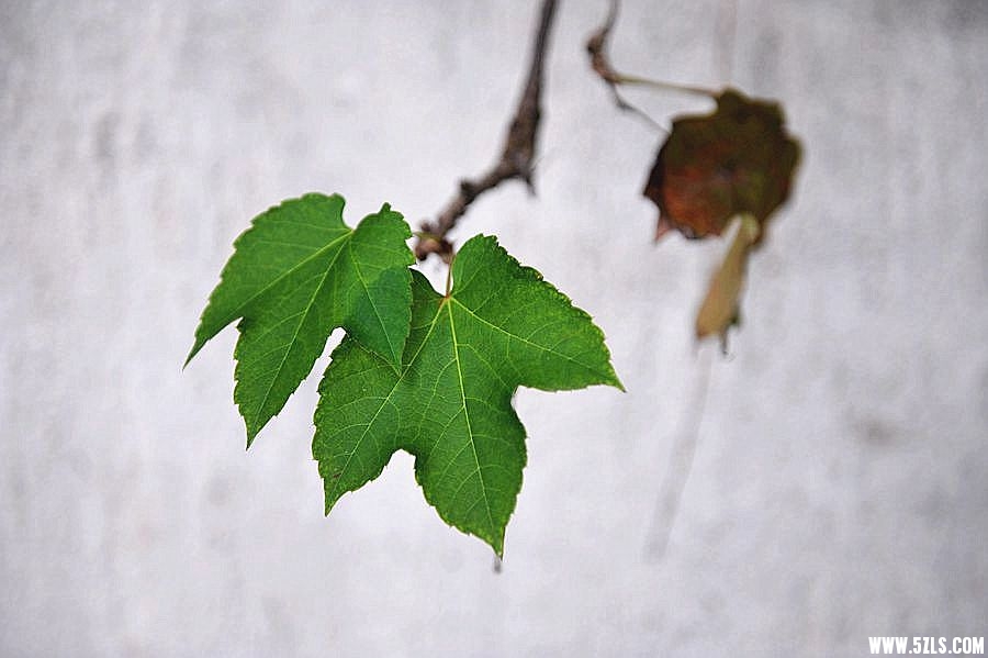 1SC_0982___.jpg