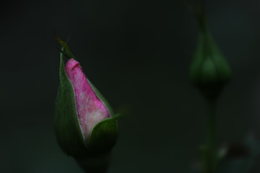 DSC_4628__.jpg