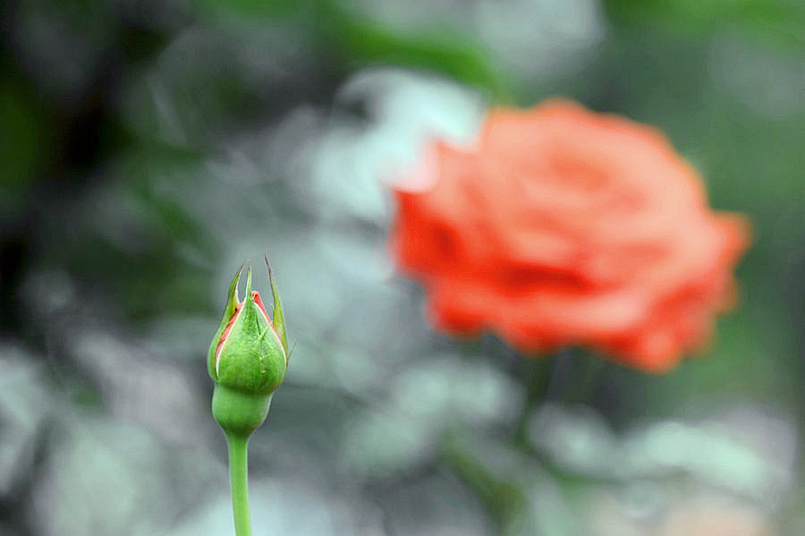 DSC_4588___.jpg