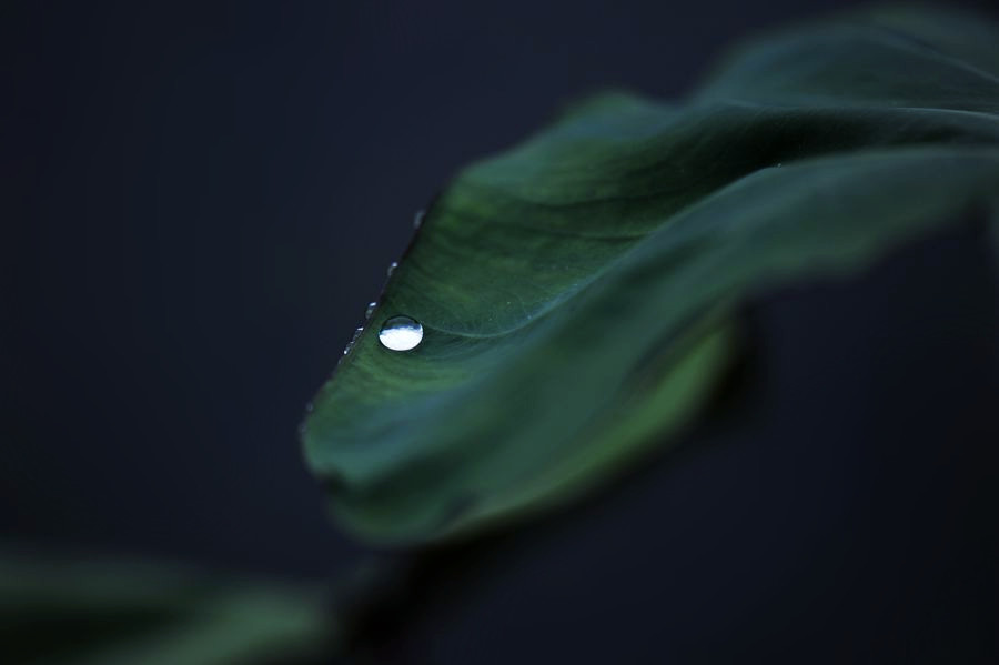 DSC_4556__.jpg