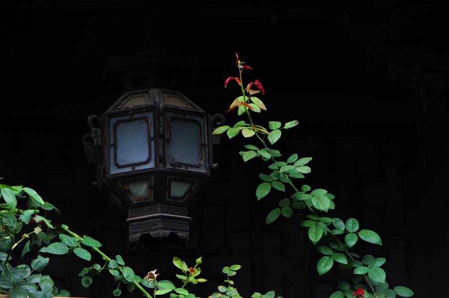 DSC_1324___.jpg