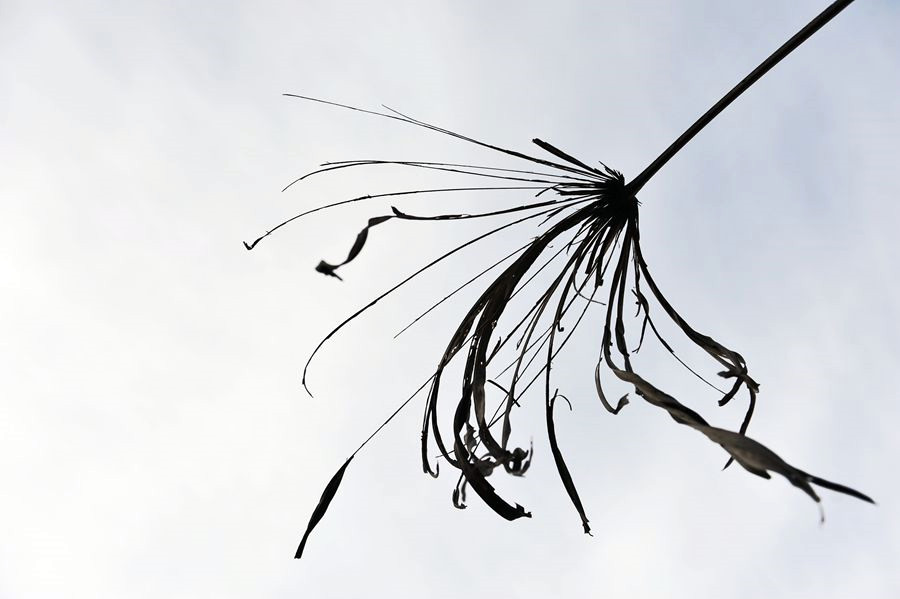 _DSC1580__.jpg