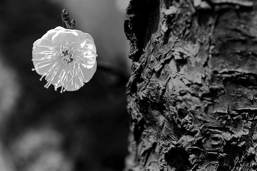 _DSC3383__.jpg