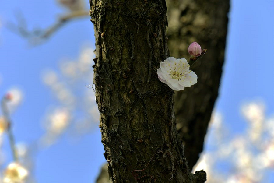 _DSC7482__.jpg