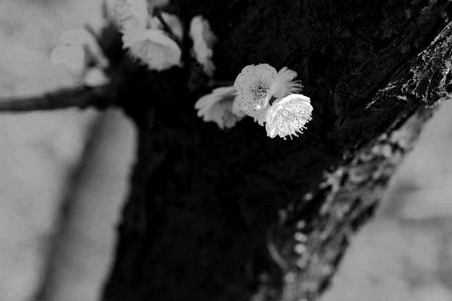 _DSC3378____.jpg