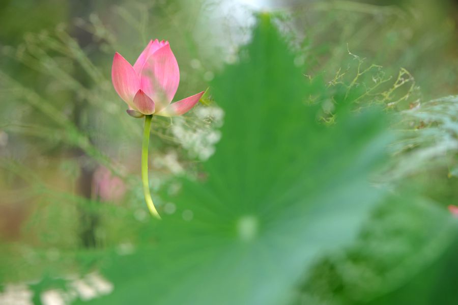 DSC_9108_ͼ_.jpg