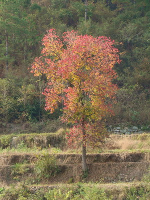 DSC01785a.JPG