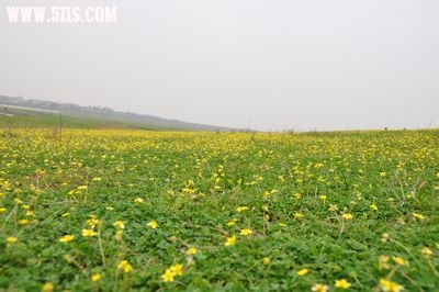 DSC_0887,,,.jpg