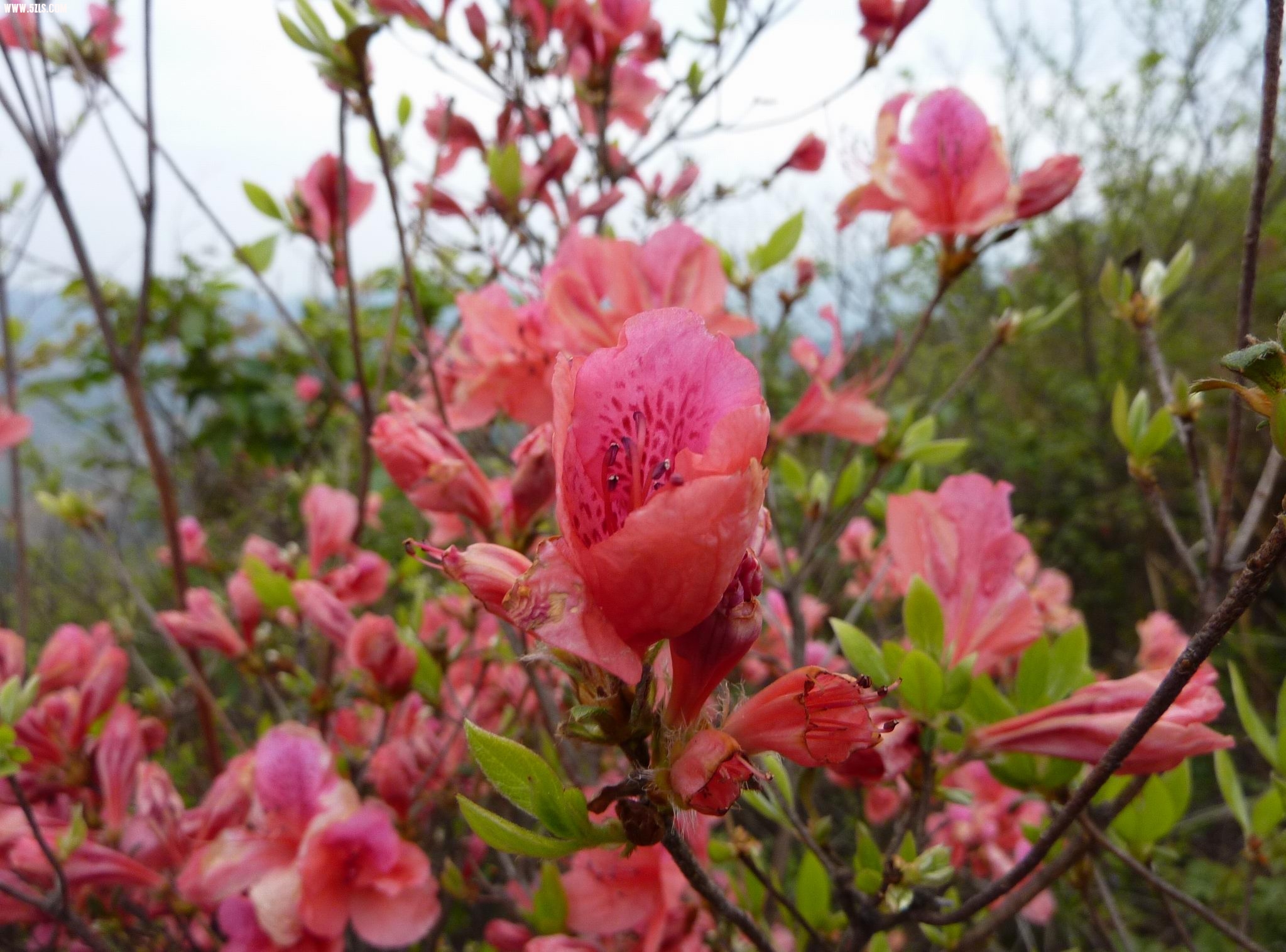 杜鹃花朵