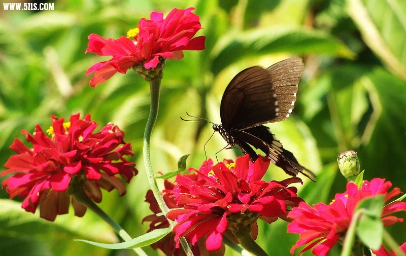 Ƭ 090.jpg