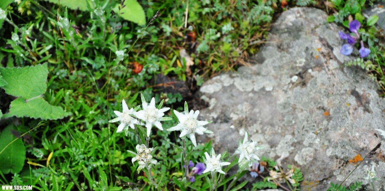DSC_0084.JPG