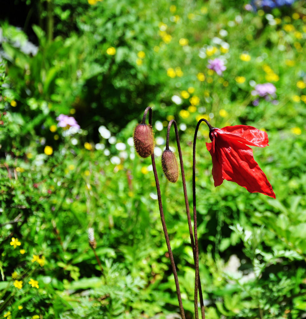 DSC_0260.JPG