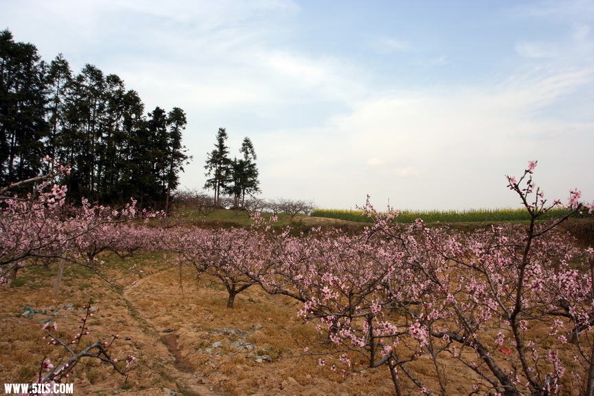 桃花和油菜花