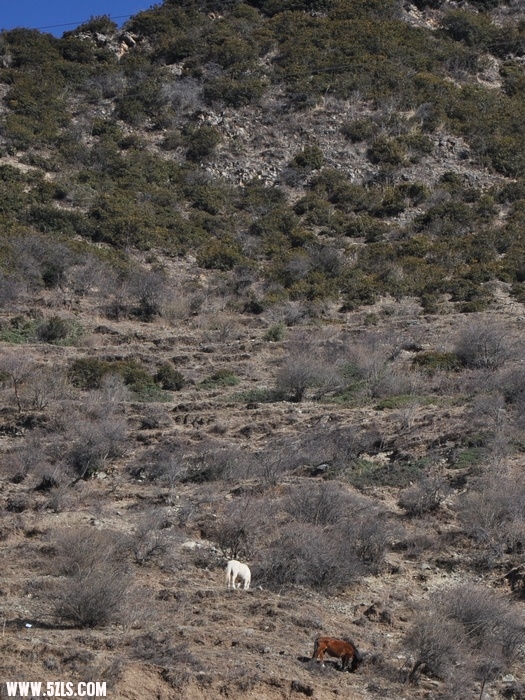 DSC_0324-1.jpg