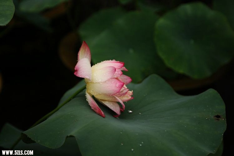 IMG_2075.JPG