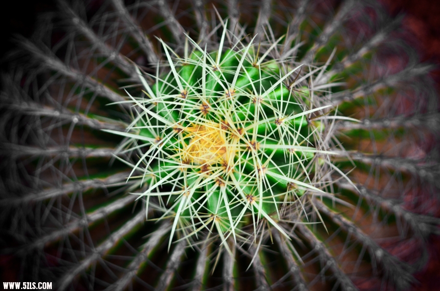 DSC_1065.jpg