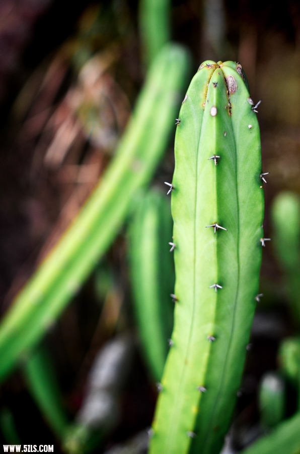 DSC_1054.jpg