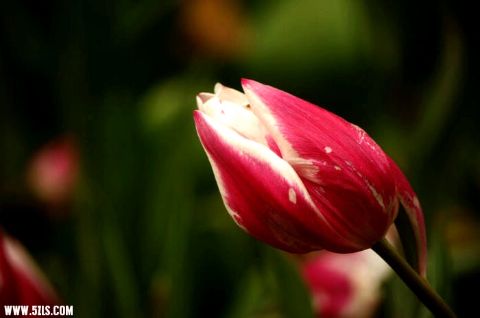 IMGP5385_.jpg