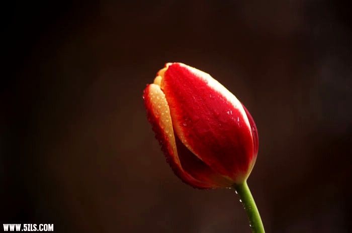 IMGP5503_.jpg