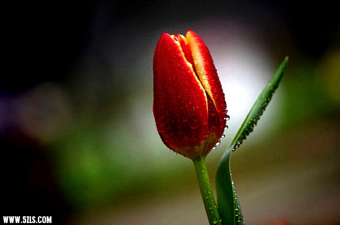 IMGP5537_.jpg