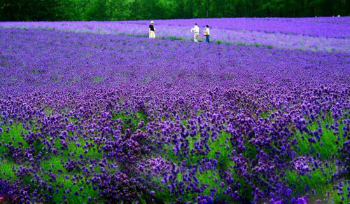 lavender-7.jpg