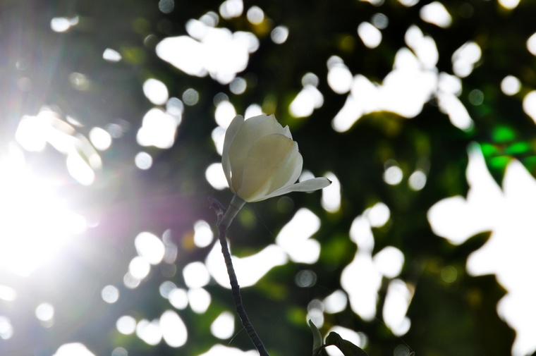 DSC_0048.jpg