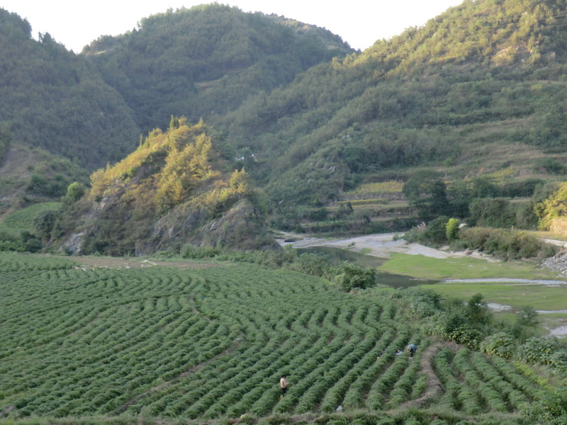 20101060562637652.jpg