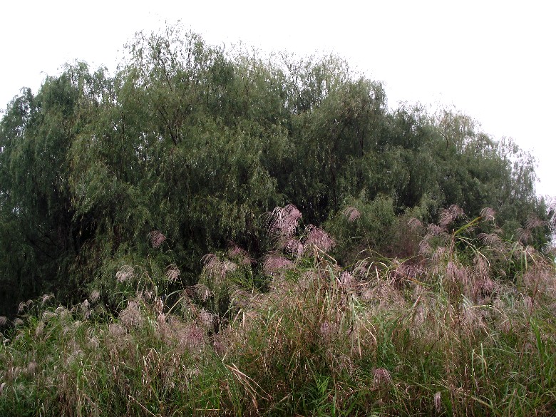 2010_10100052_.jpg